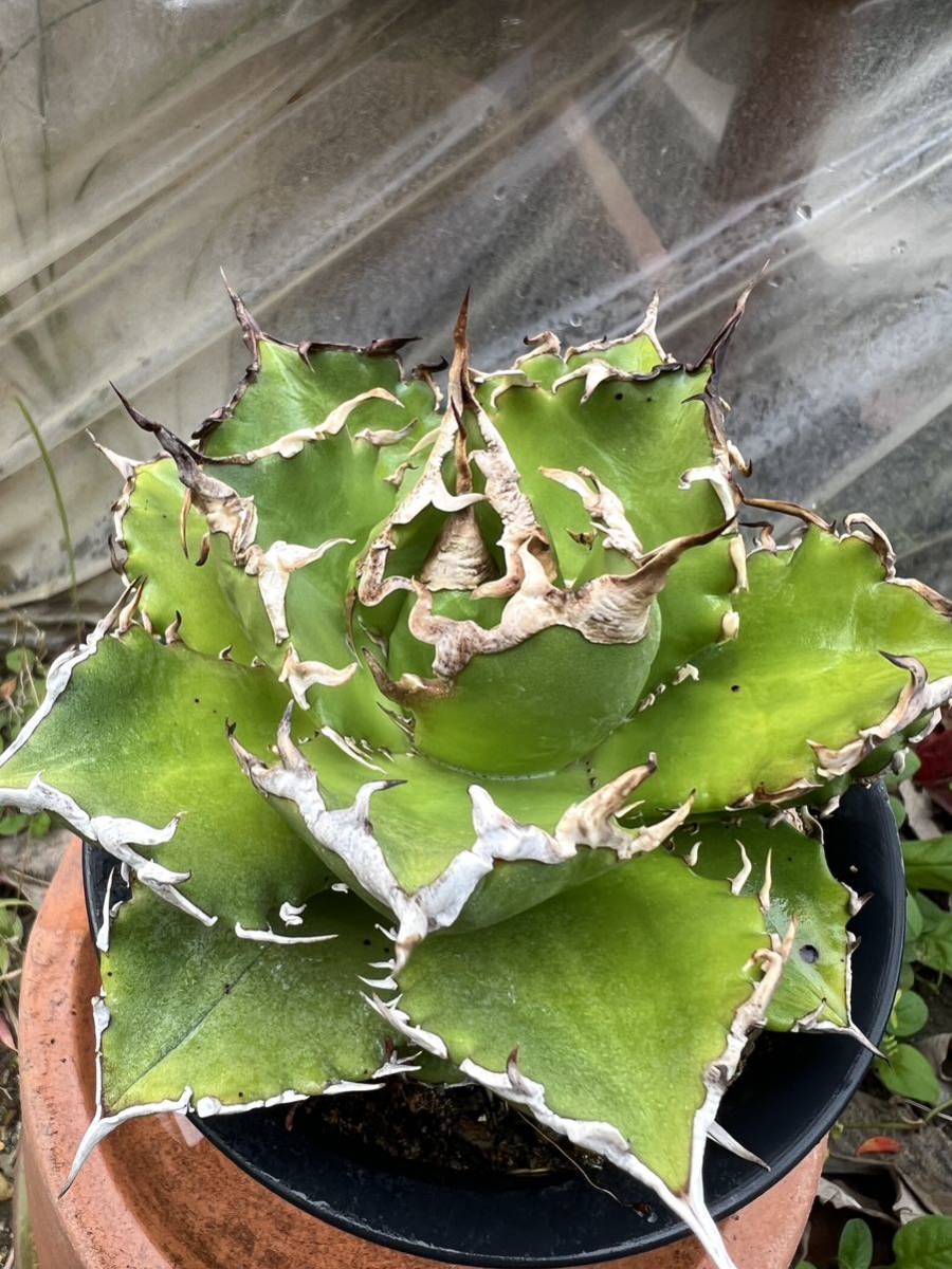 アガベ シーザー(凱旋) 子株付き親株 未使用】子株 シーザー 凱旋