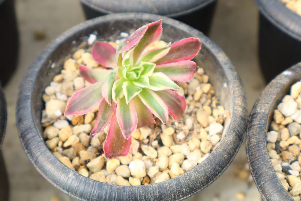 76#多肉アエオニウム錦❤️フェニックスフレイム錦❤️4大頭18cm 鉢土