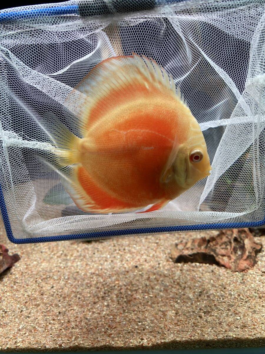 ディスカス アルビノゴールデン3匹