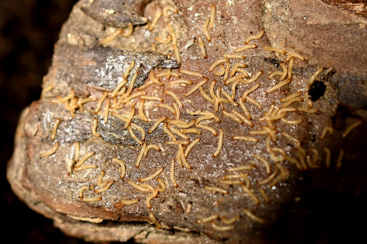 クワガタモドキの標本 標本 クワガタモドキ ラオス産 72 公式通販