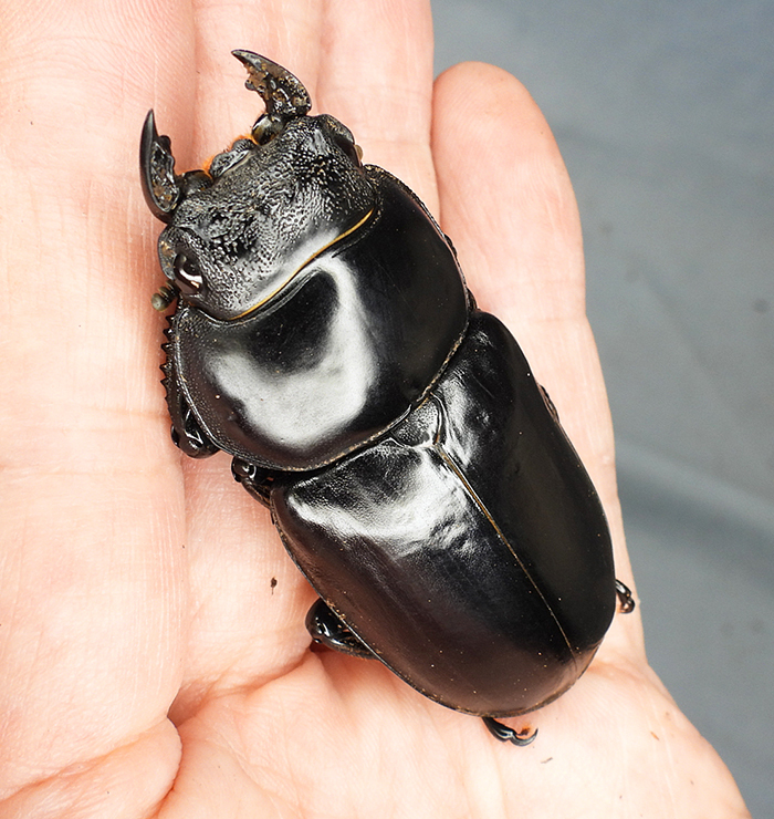 アンタエウスオオクワガタ89mmペア 楽天市場】【DDA】赤眼 インドアンタエウス (タイガーヒル)RR