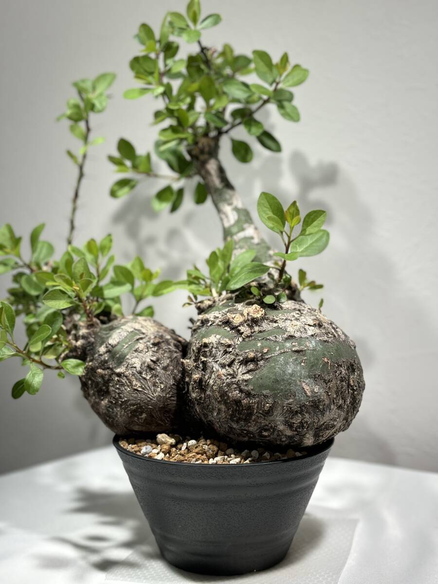 根卓・天然木・繊細彫・黒檀・縞黒檀・雑木・ 盆栽卓・無垢材・花台