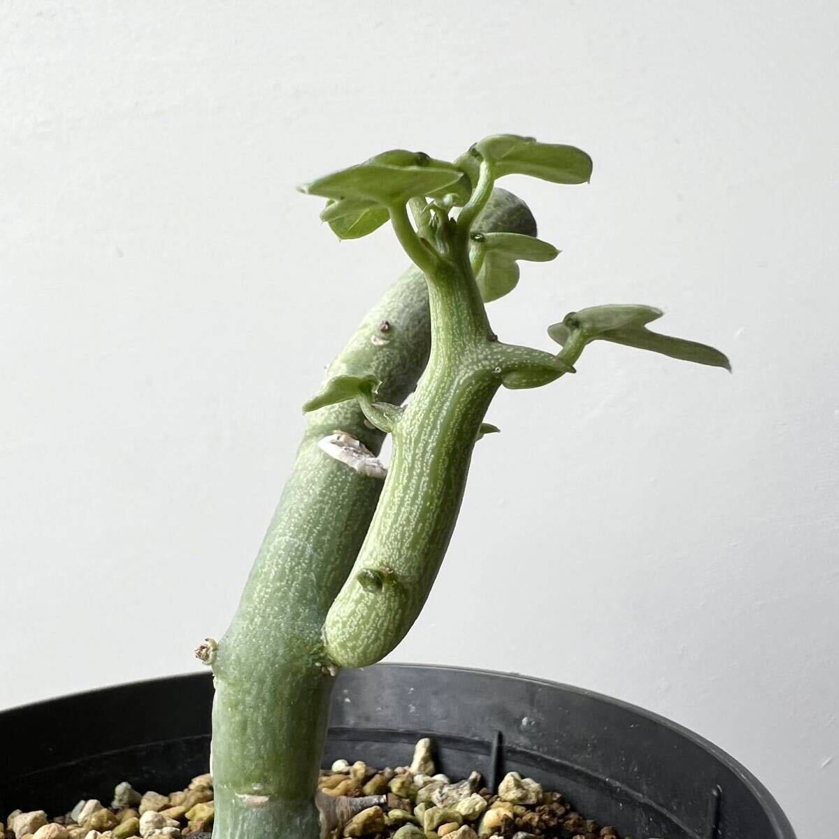 アデニア ペチュエリー 種子 3粒 アデニア ペチュエリー 種子 3粒