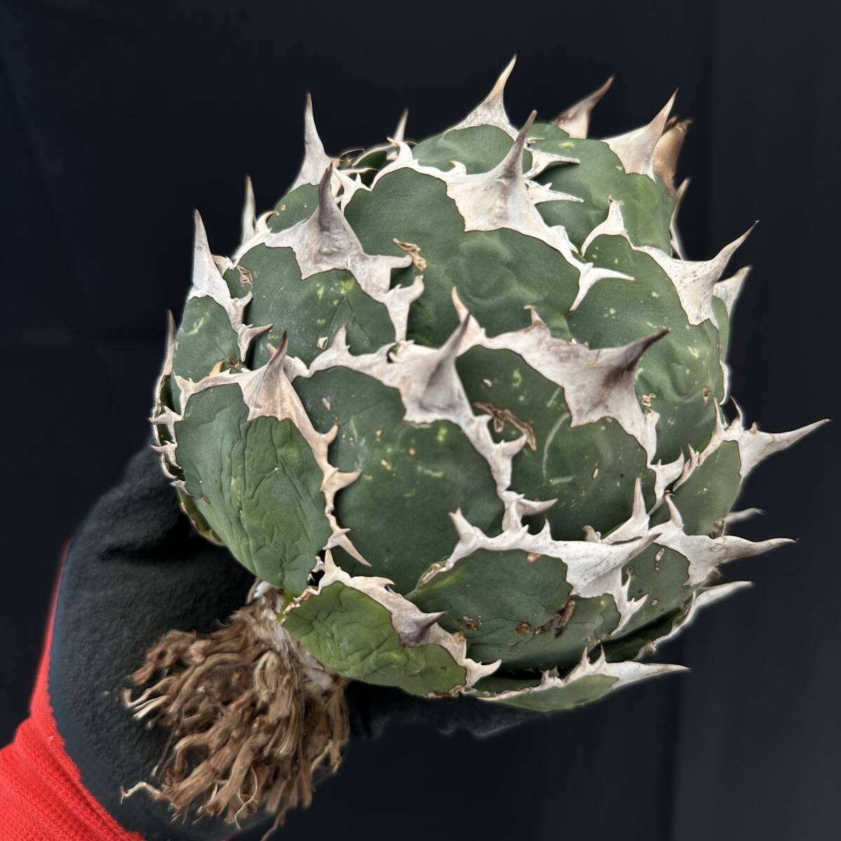 アガベ チタノタ 特選 丸葉黒鯨 極上の仔株 10株同捆 特別な価格