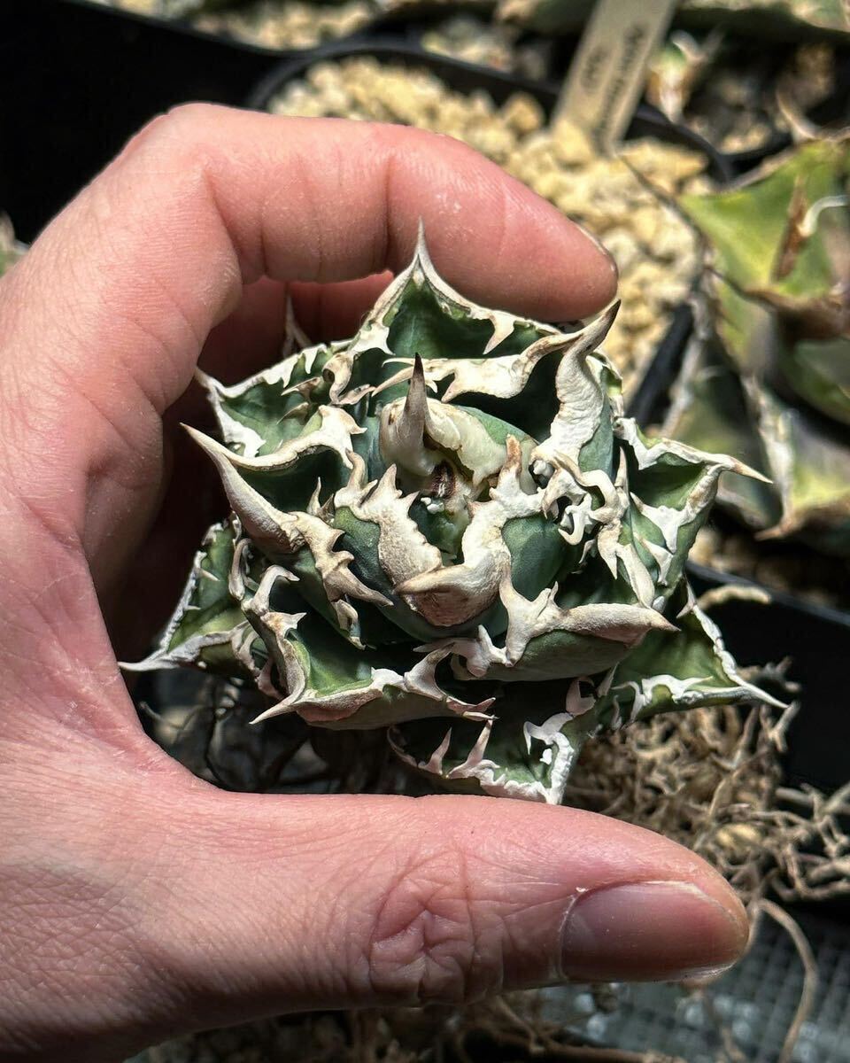 アガベチタノタ皇冠 親株 lize血統 検)大白鯊 流星 麻花龍 星空 清櫻