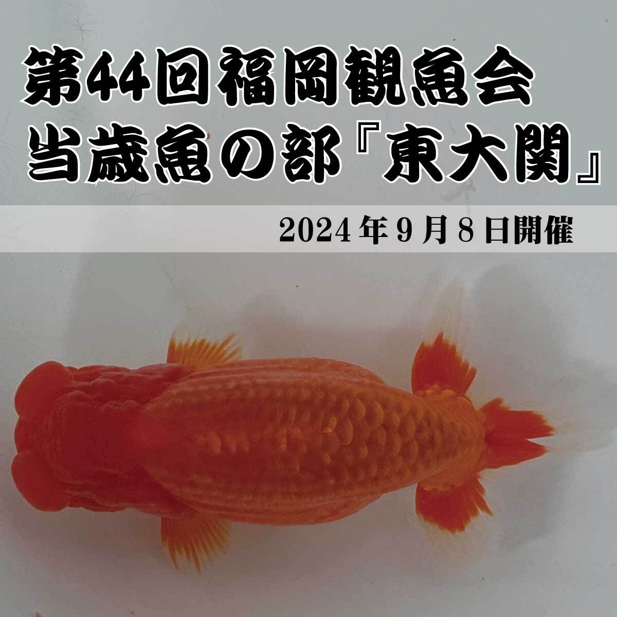 天明らんちゅう】□厳選本命魚□□ 特選魚 明弐歳 止めの綺麗な