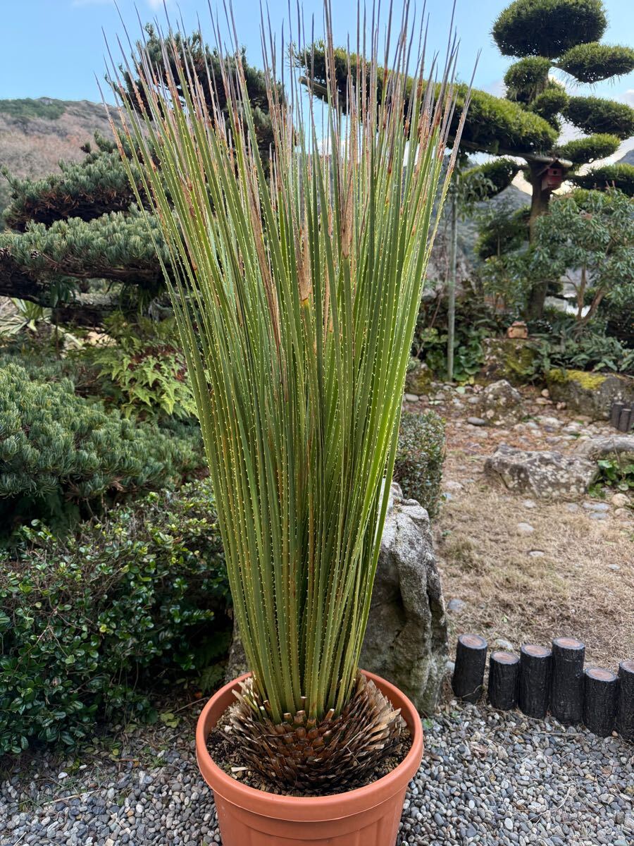 ダシリリオン　テキサナム 植物販売】兵庫県宝塚市㈱陽春園植物場ネット通販 ダシリリオン