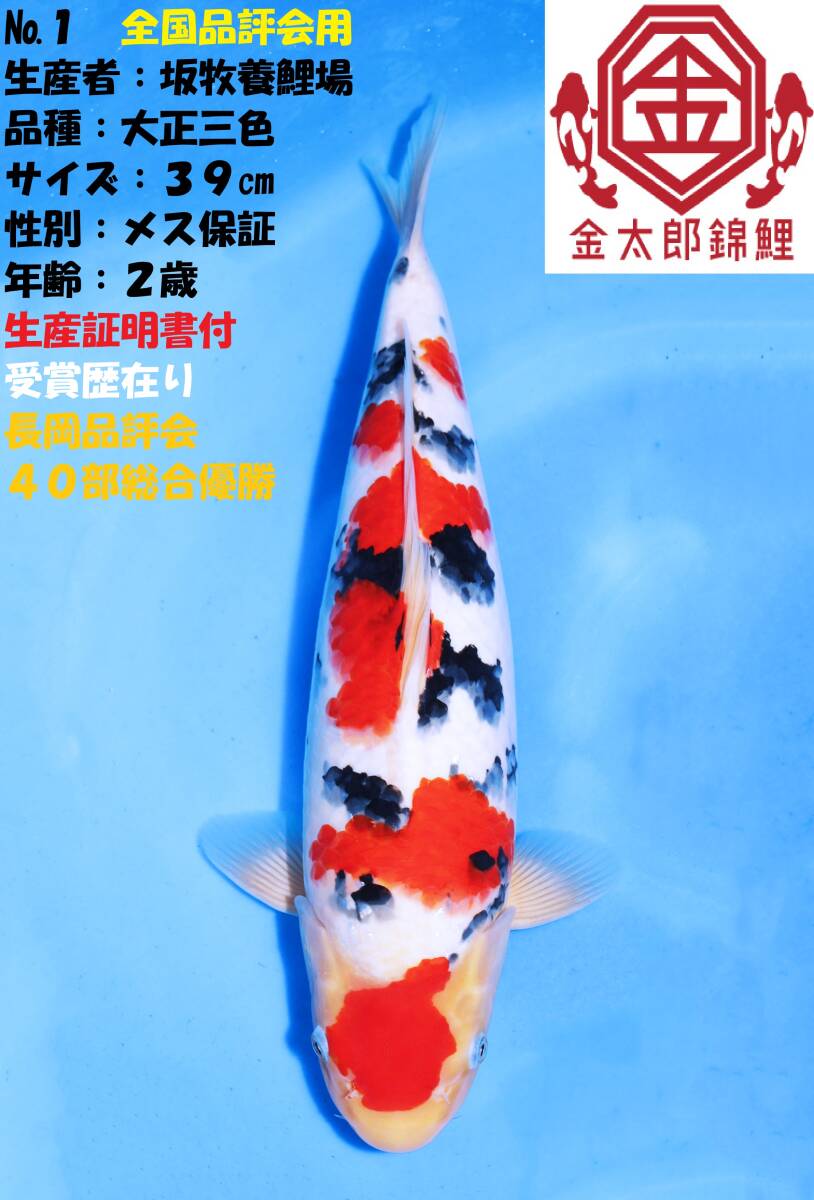 ☆第2回☆No.13☆生産証明書付☆大日養鯉 ☆第7回☆No.4☆大日養鯉場