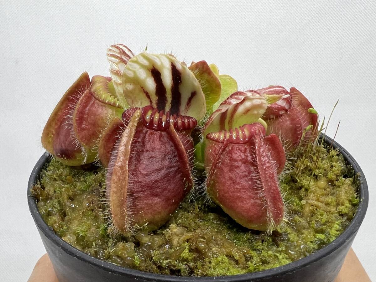Cephalotus follicularis ”Big boy” Cedric・食虫植物・観葉植物