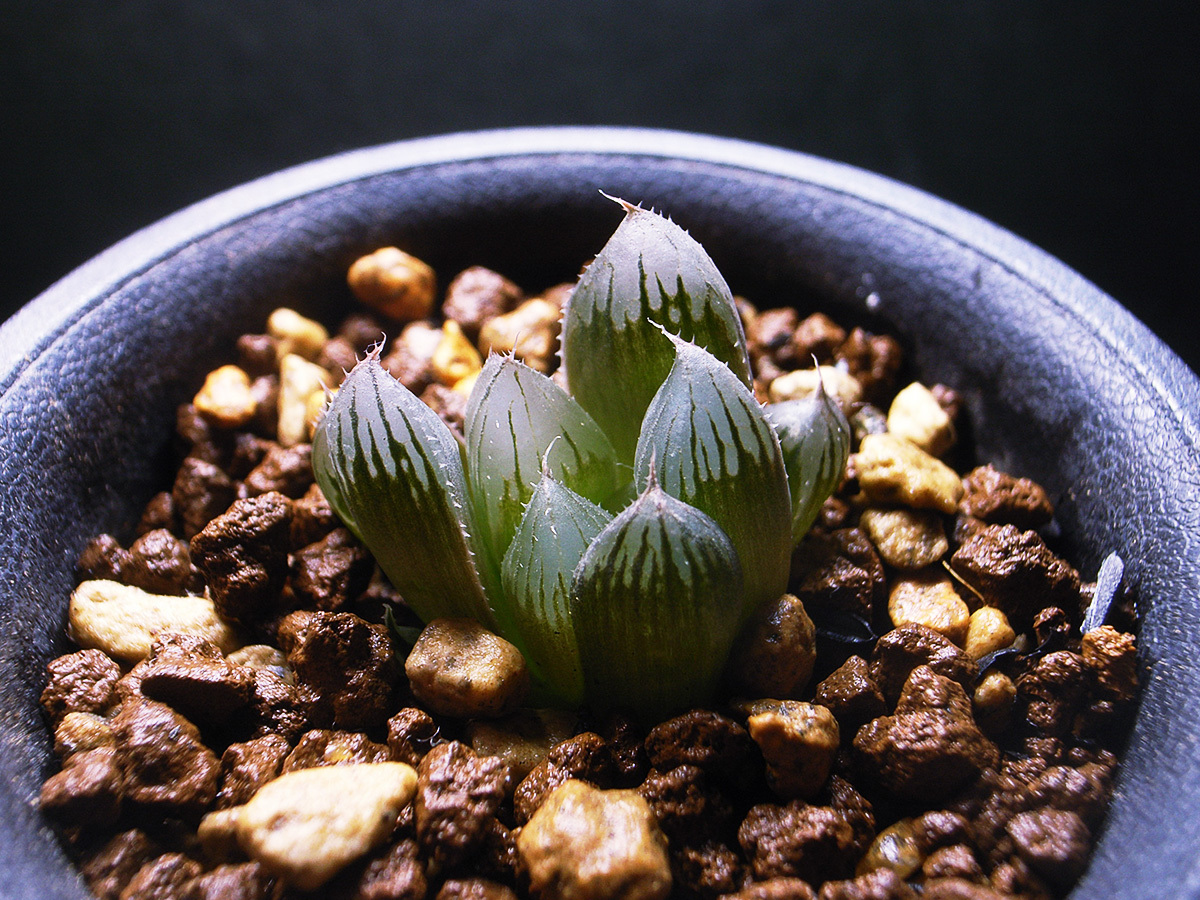 v☆1211 ハオルチア Haworthia picta モンスト 深海の女王