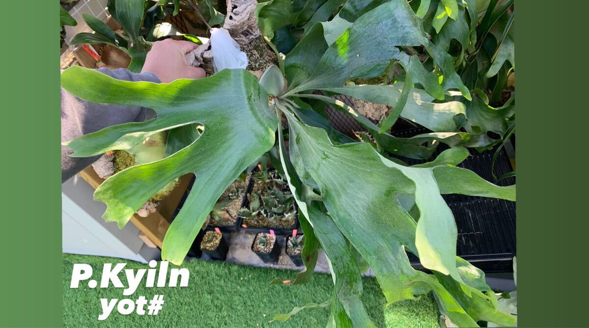 P.Willinckii cv セーラープルート OC pup 子株（P.Willinckii
