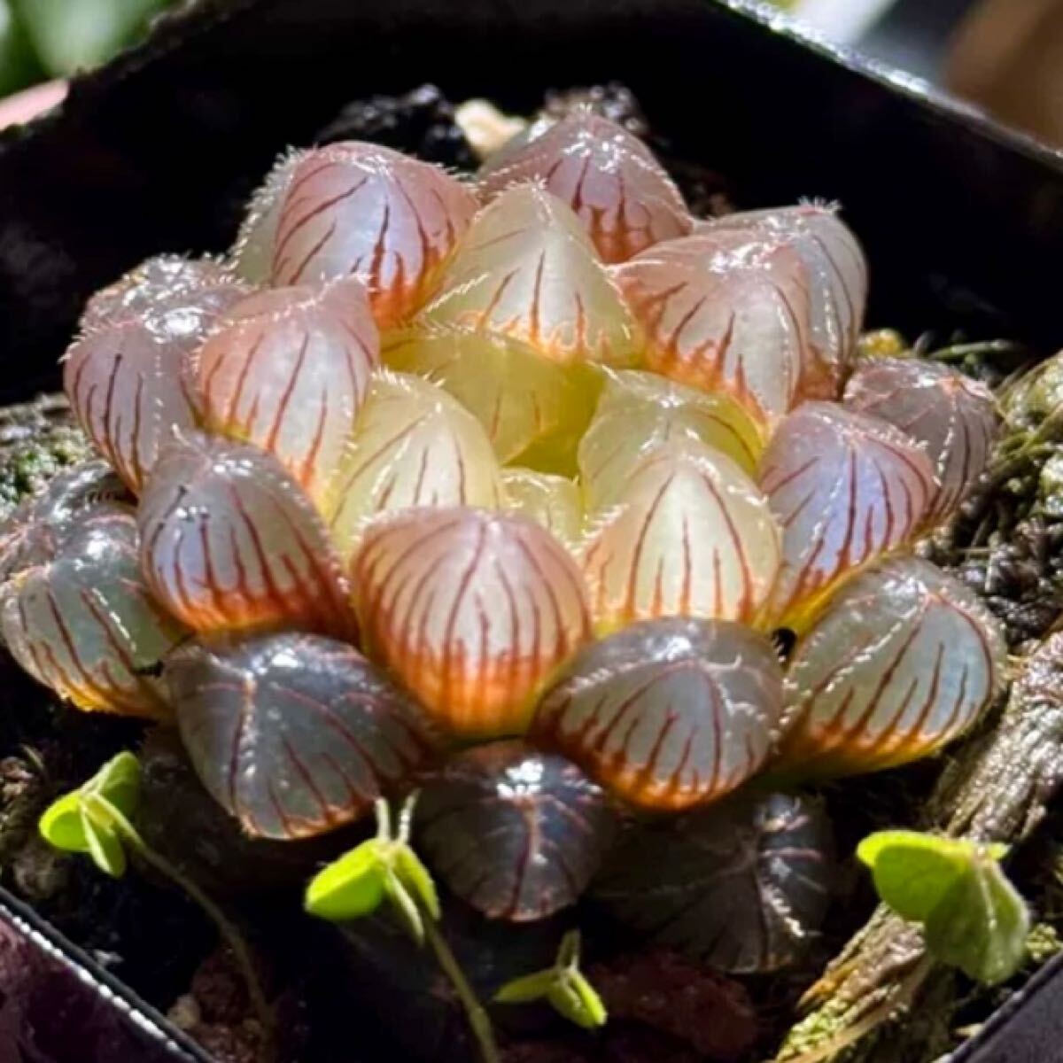 ｖ☆１２１１　ハオルチア　紅タテハ　実生オリジナル繁殖苗 ｖ☆１２１１ ハオルチア 花ミズキ 実生オリジナル繁殖苗