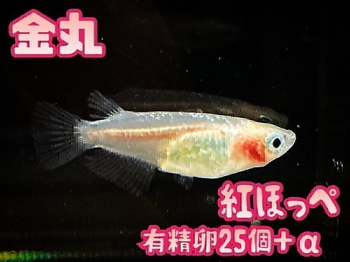 ベルセレージュSOD Water、アクティブミネラルエキストラクト
