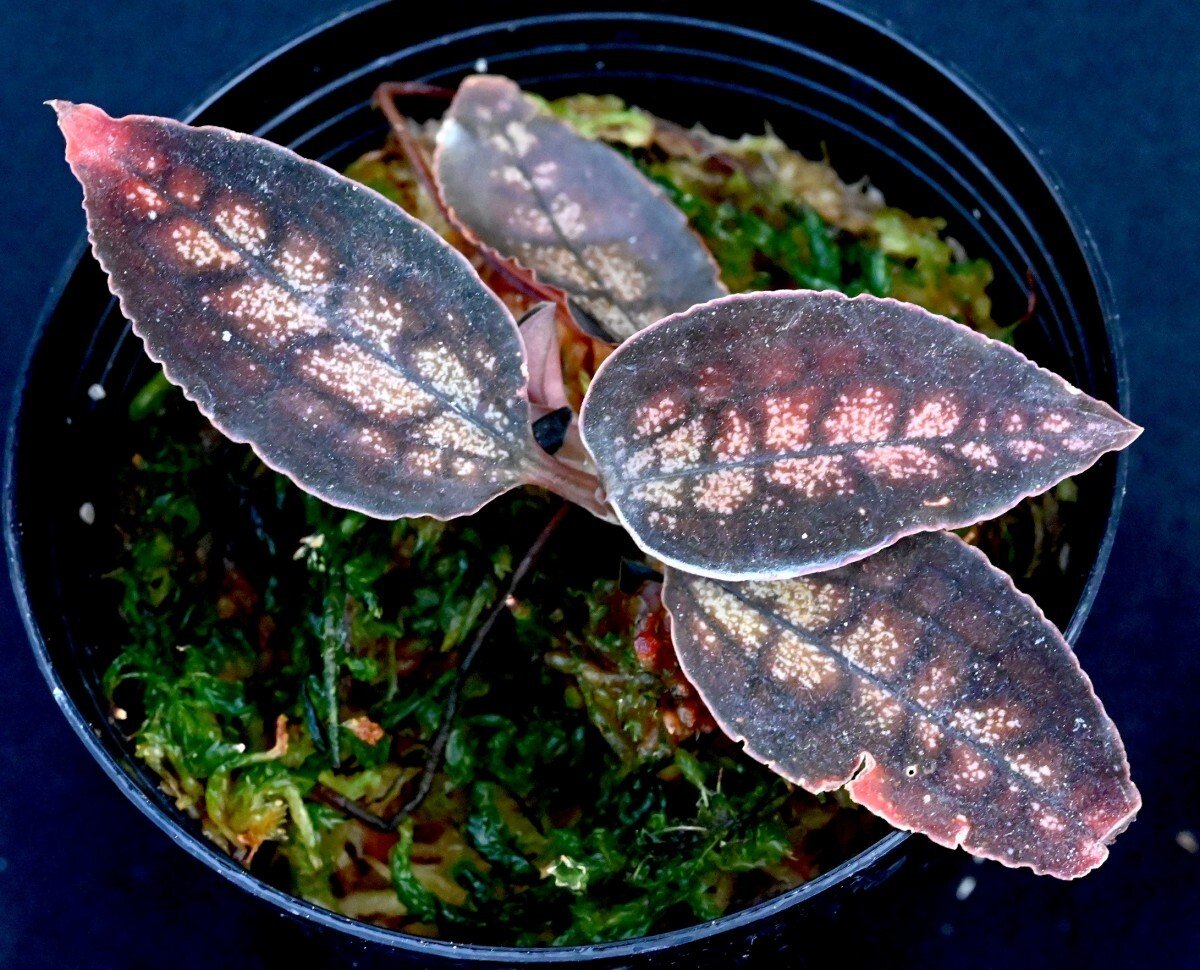 Cystorchis sp. シストーチス　パプア　原産地由来 Cystorchis sp. Papua (Brown Type)-Eurycentrum？今後、追加or