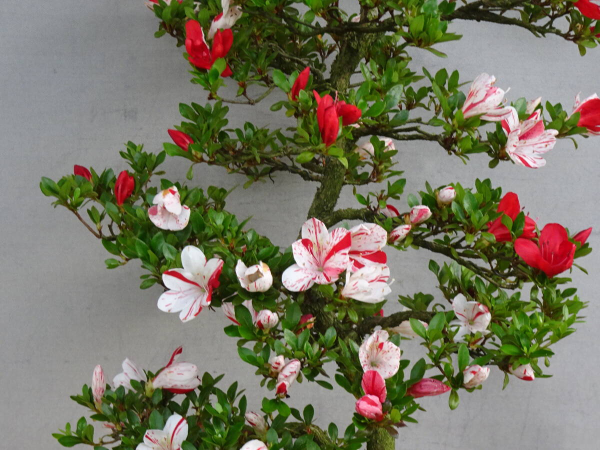 趣味のさつき】 花の綺麗な最新花 「歓喜天」 樹高17㎝ 幹回り5㎝ 皐月盆栽