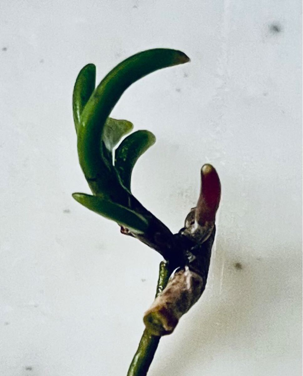 盆栽鉢、オモト鉢、京楽焼、盆栽鉢、斑入り山野草、 春蘭鉢、京楽焼、古鉢、万年青、春蘭、中国鉢、斑入り山野草、