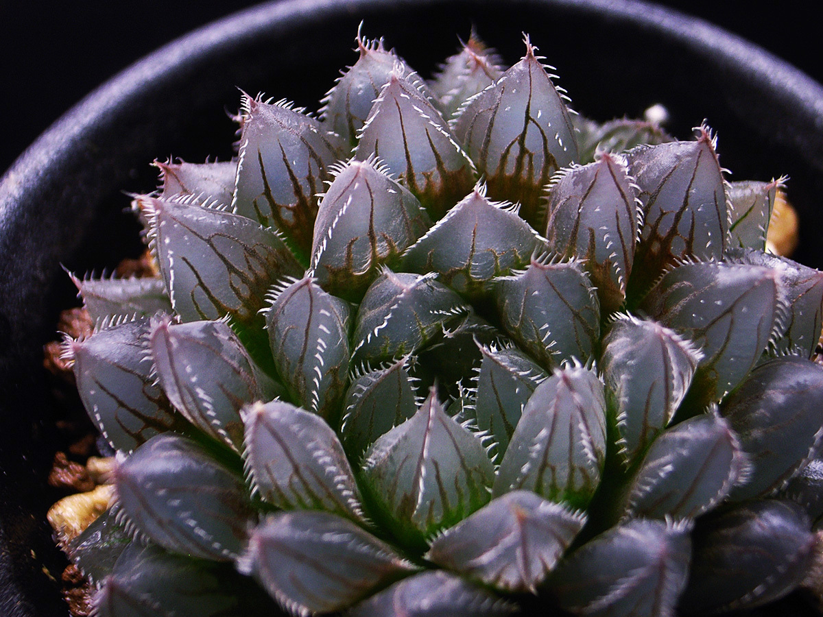 v☆1211 ハオルチア Haworthia picta モンスト 深海の女王