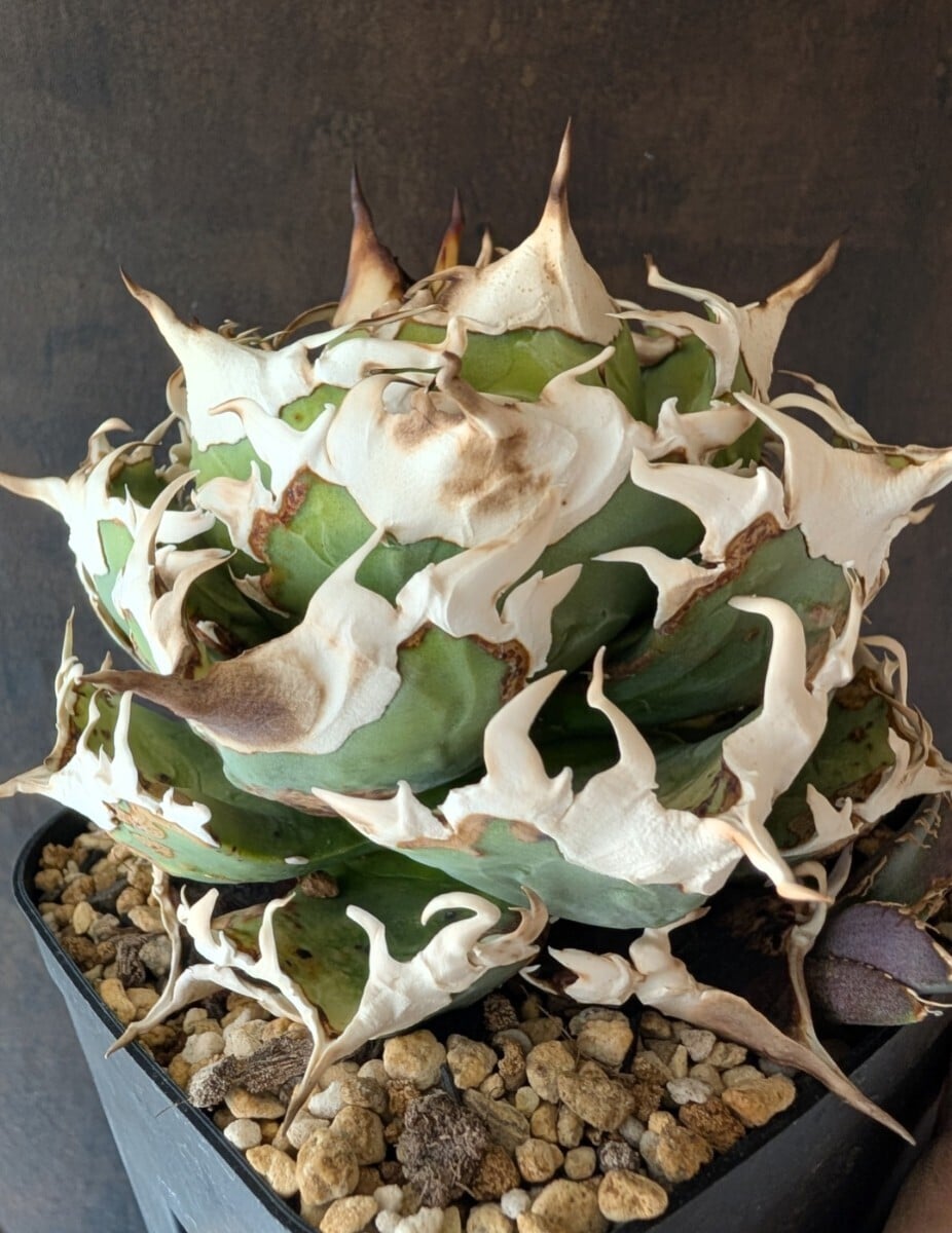 アガベ fo076 old チタノタ オールド アガベ fo076 old チタノタ