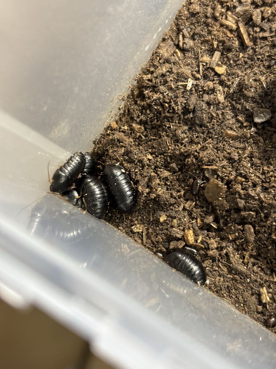 【送料無料】ヒメマルゴキブリ 成虫メス3匹（おまけ成虫オス1匹ラスト！）