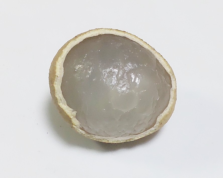 【未使用】龍眼の種子 10個 竜眼 リュウガン ロンガン フルーツ 果物 ムクロジ科 ハチミツ 蜂蜜 漢方 中華料理の落札情報詳細 ...