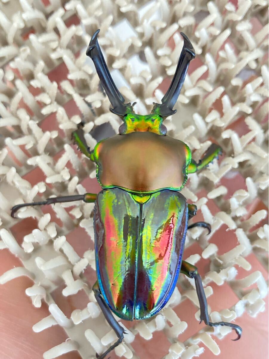 未使用に近い】ムシキング 2008夏レインボー レインボーレア ニジイロ