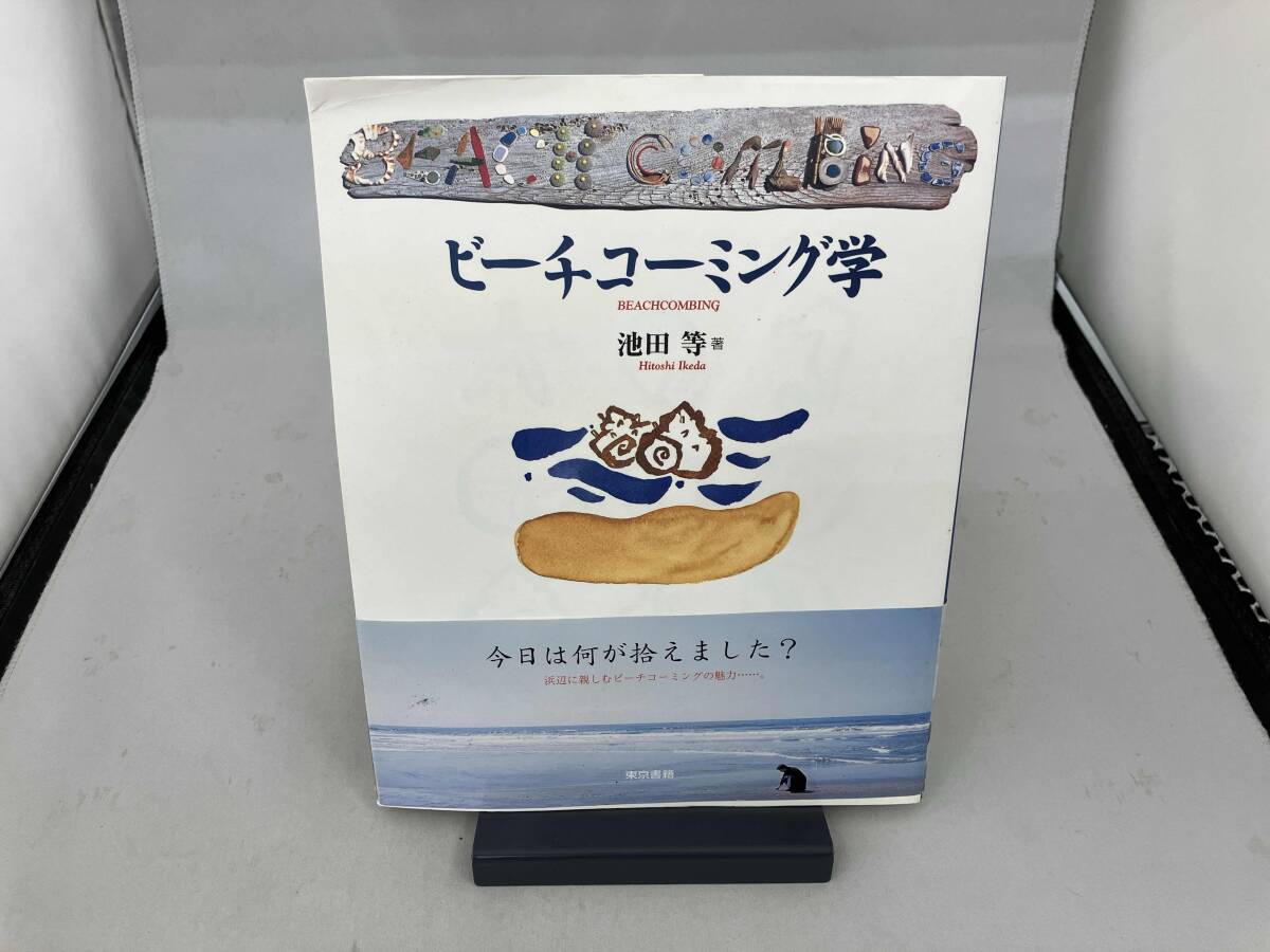 スカシカシパン ウニの仲間 カシパン 棘皮動物 たこのまくら 標本 ／貝 
