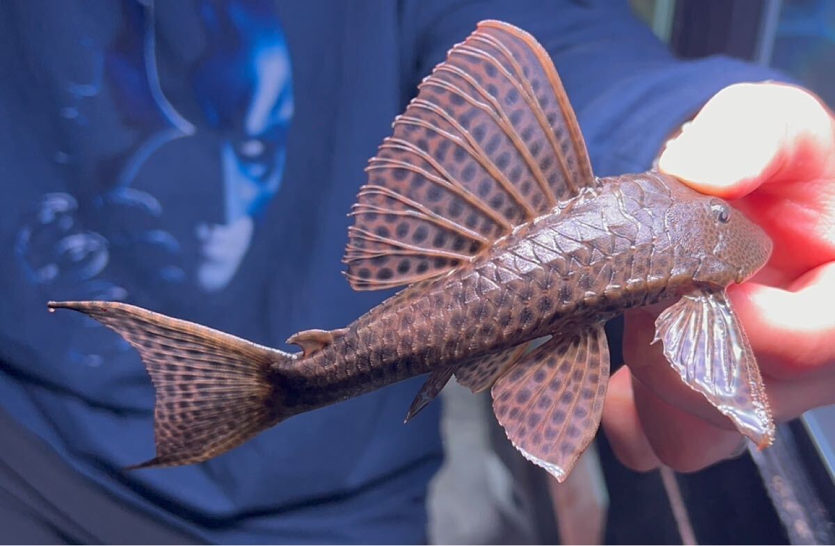 特大 セルフィンプレコ プレコ 35cm 巨大 アロワナ 鯉 金魚 プレコ