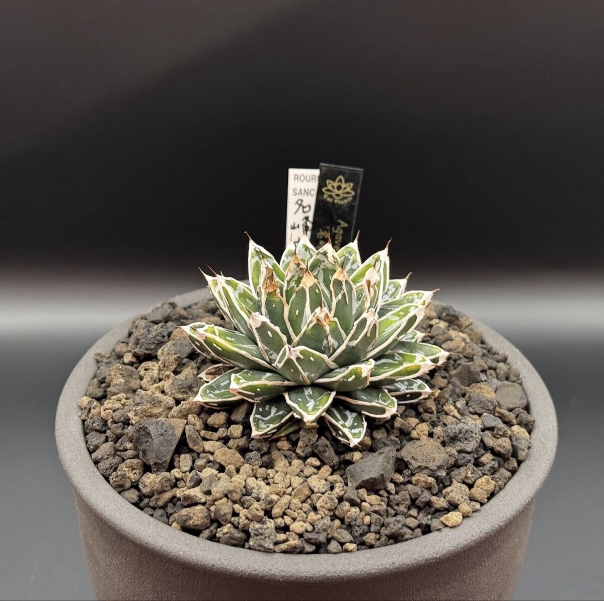 多肉植物]アガベ 笹の雪 ビクトリア レジーナ Agave victoriae-reginae