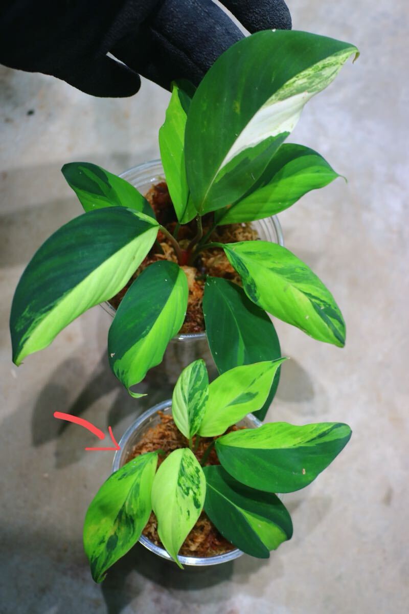 Homalomena hasei “狐尾” from Aceh sumatera [LA0616-04] ホマロメナ