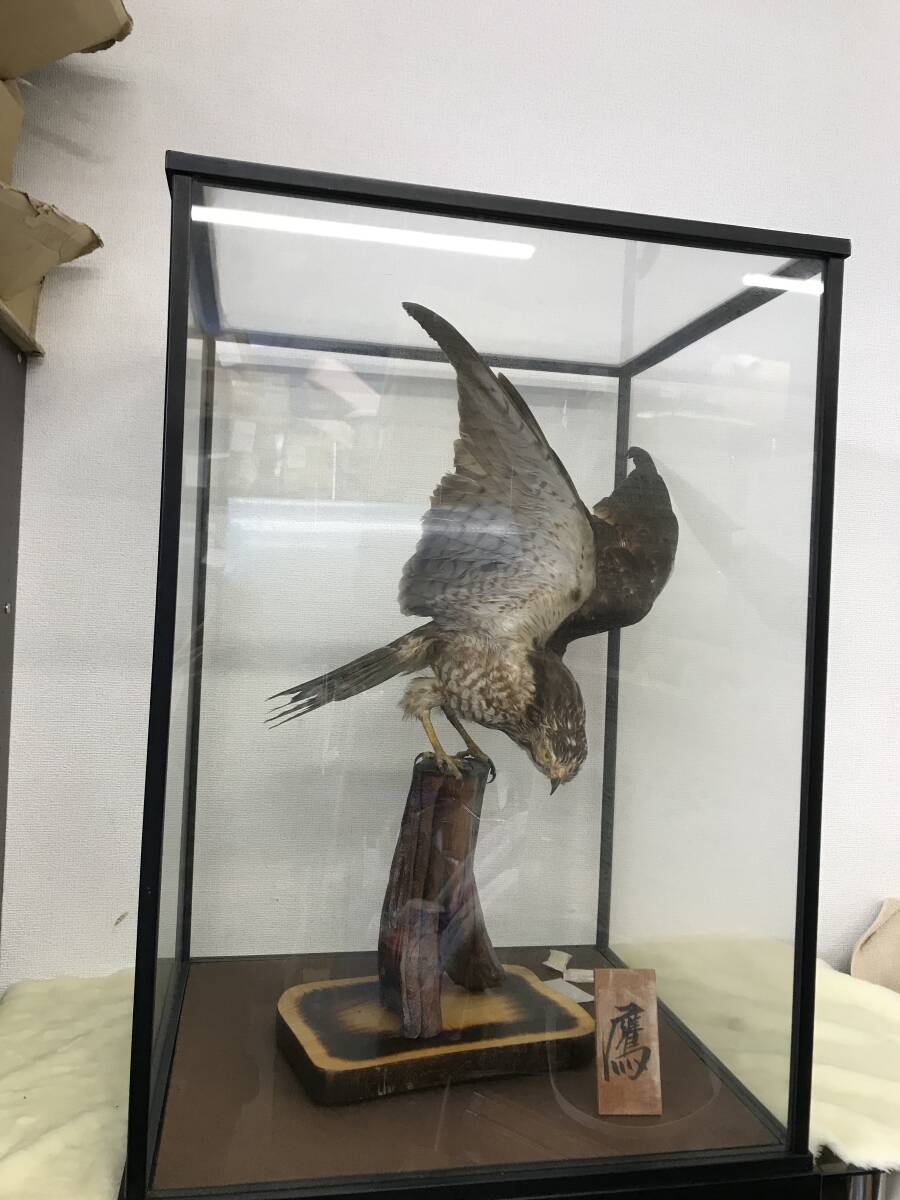 中古】鷹 剥製 ケース付 □の落札情報詳細 - Yahoo!オークション落札