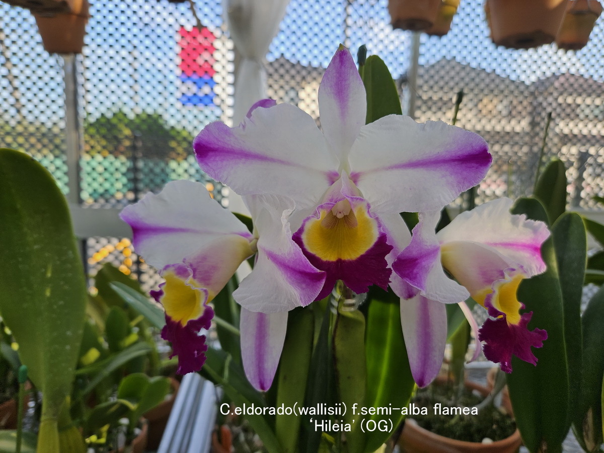 栽培品】洋蘭 原種 カトレア C. wallisii aquinii rubra 