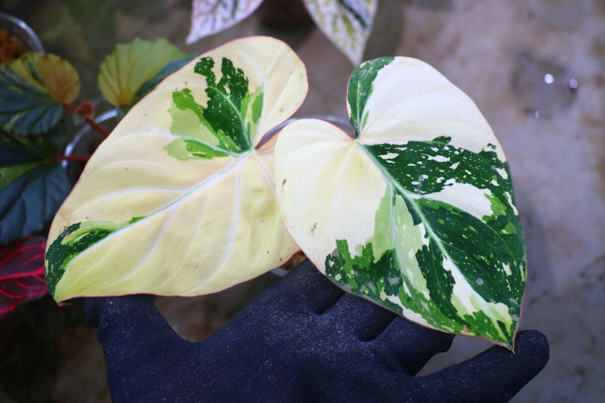 新品】フィロデンドロン イルセマニー 極上斑入り(Philodendron 
