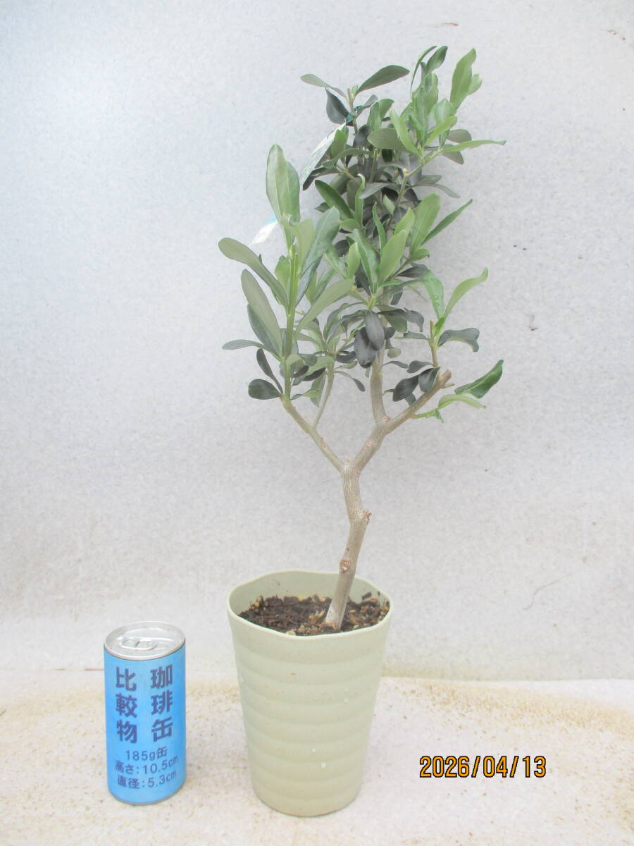 新品】☆小豆島で育んだ オリーブ シプレッシーノ 2.0mの落札情報詳細