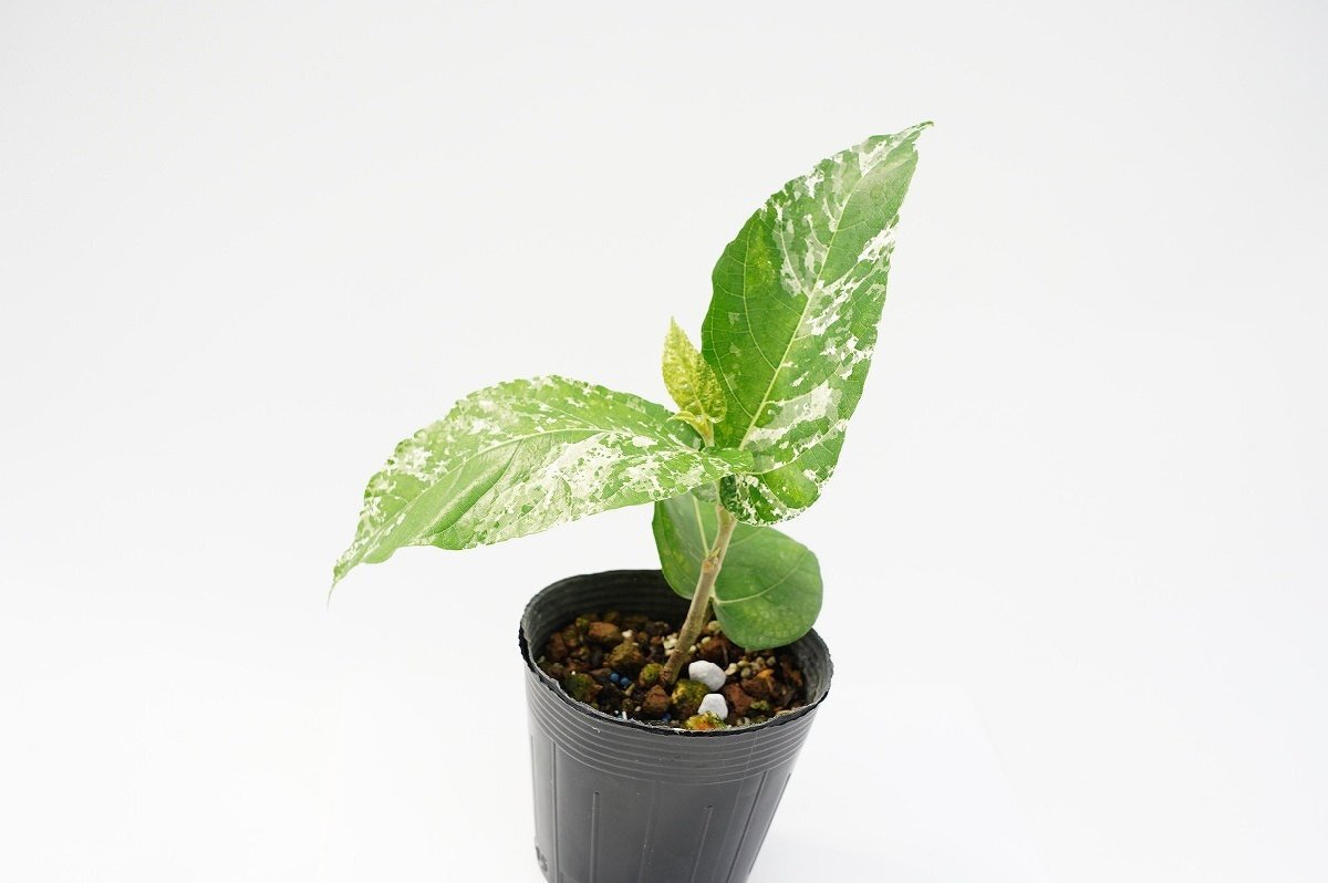 植物です。】☆TO☆フィカス・アスペラ パーセリー 美しい斑入り観葉
