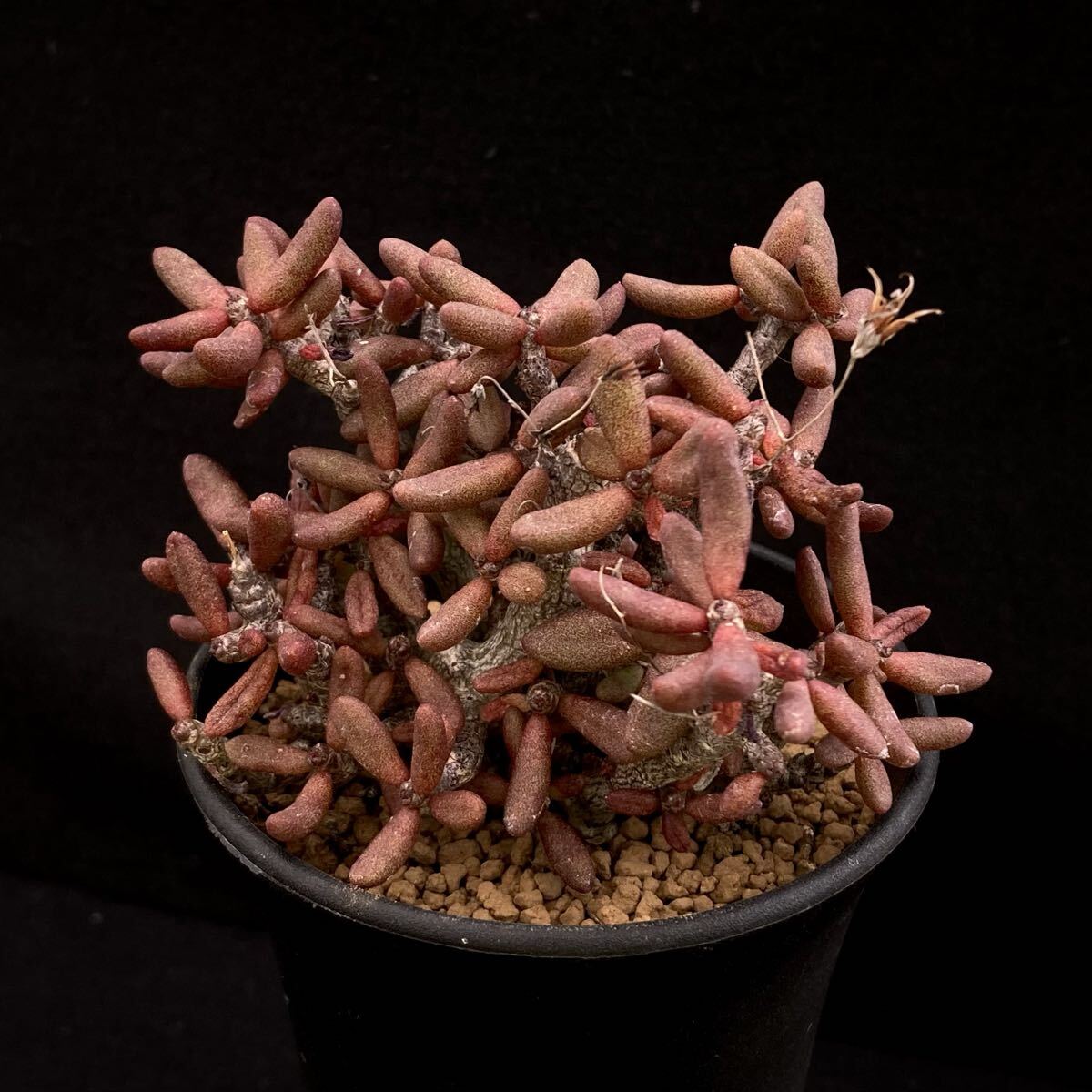 新品】σチレコドン スカエフェリアヌス 2.5号 Tylecodon schaeferianus