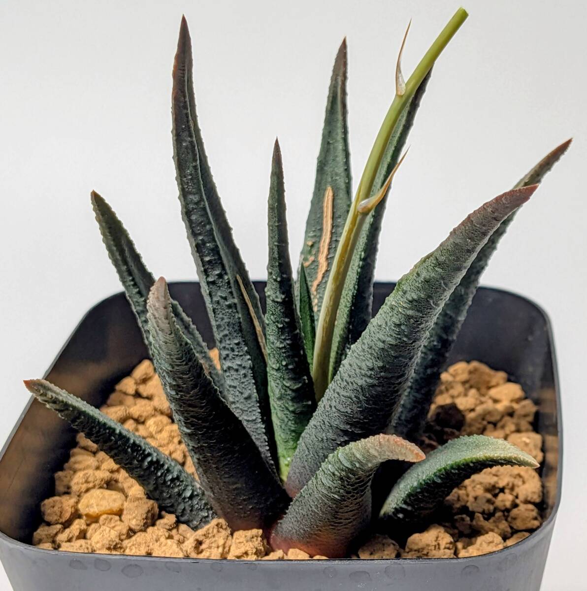 アガベ アテナータ カラズストライプ ( カラズストライプス ) Agave