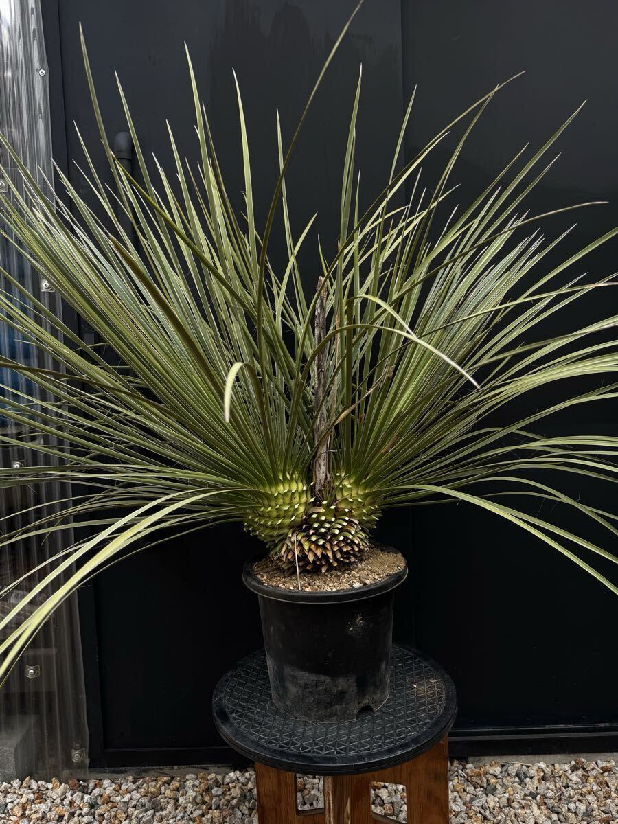 中古】ユッカ グラウカ ″ Yucca glauca ″ の落札情報詳細 - Yahoo