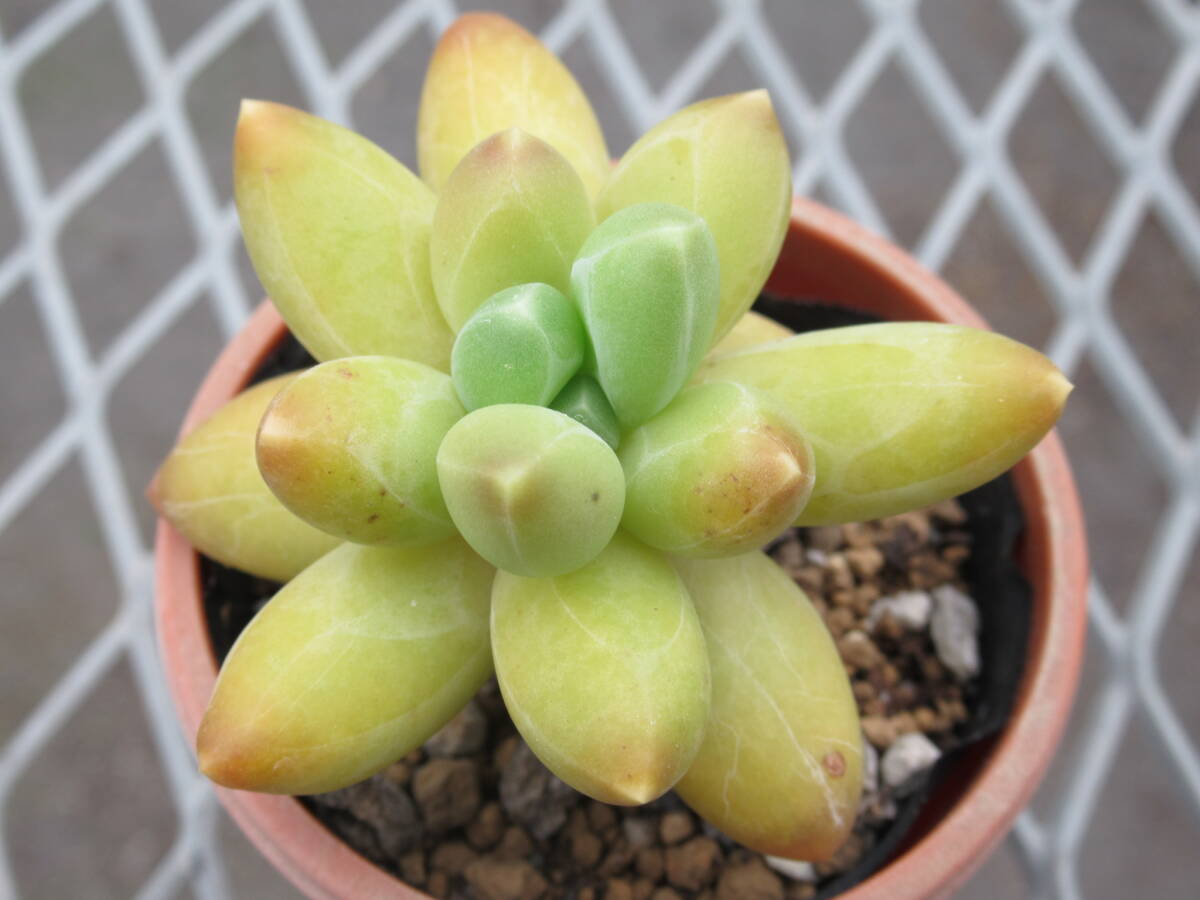 新品】パキフィツム 紫麗殿錦 白斑 1【輸入苗・抜き苗】多肉植物