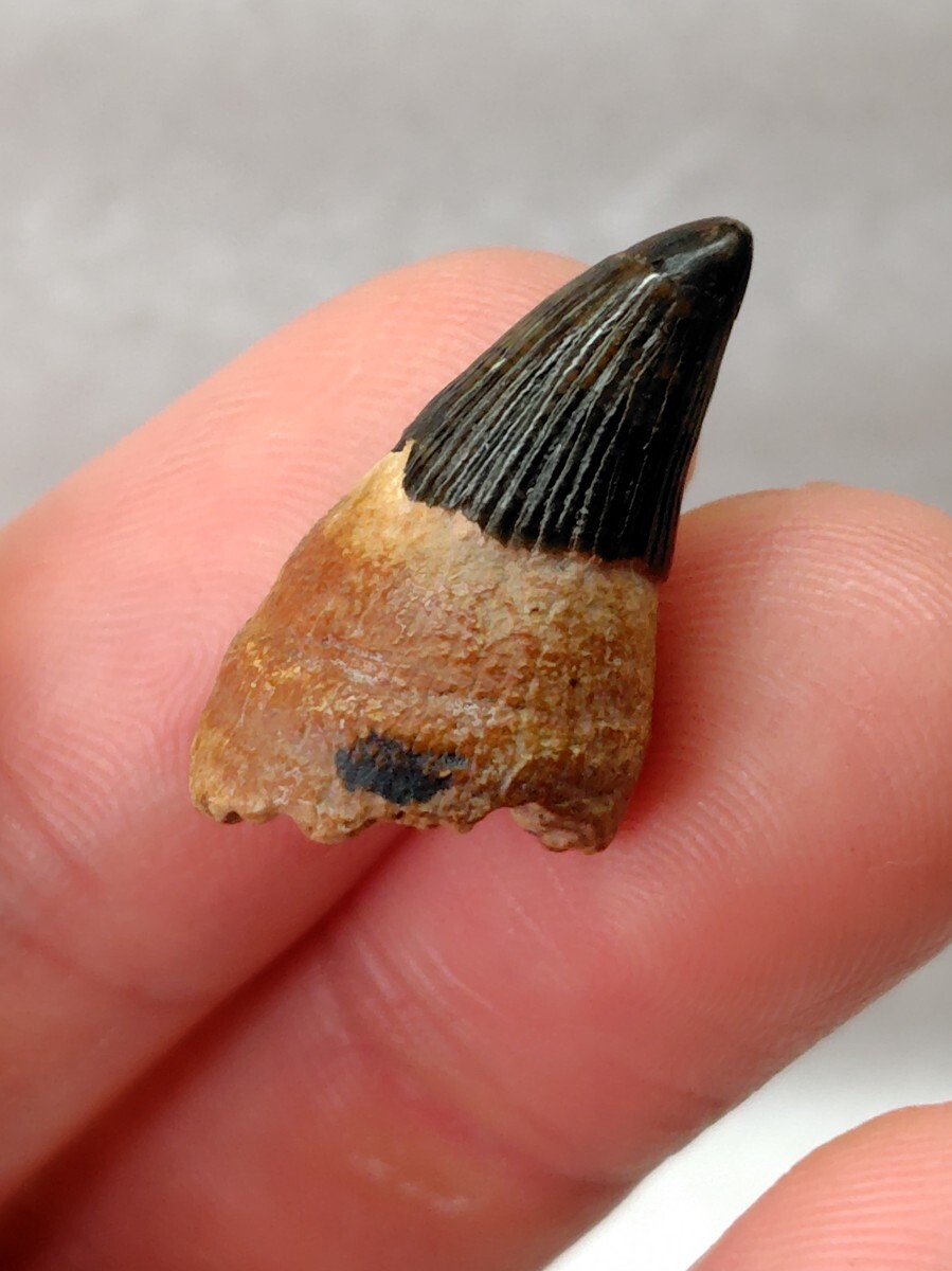 新品】イクチオサウルスの歯【25 mm】ロシア・ベルゴロド州産/魚竜