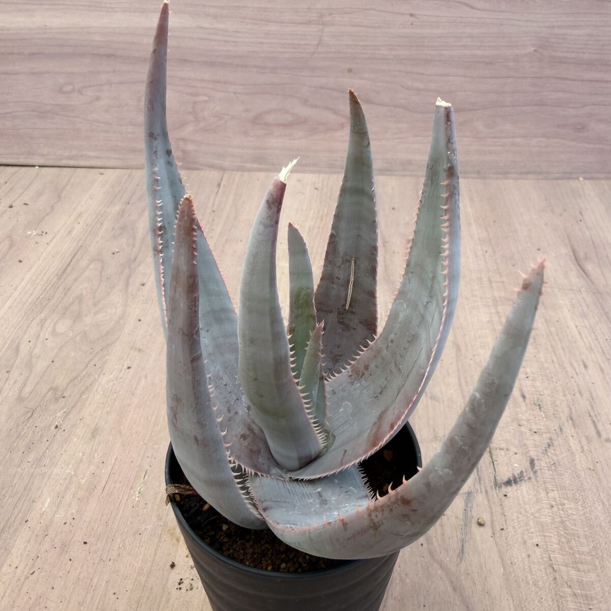 新品】Aloe laeta アロエ ラエータの落札情報詳細 - Yahoo 