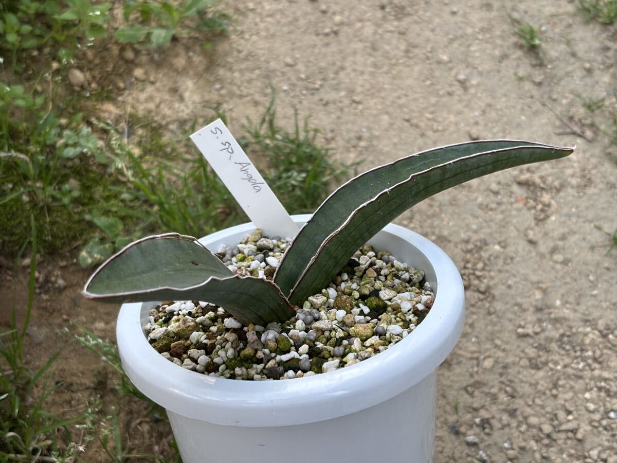 貴重種 サンスベリア アンゴラ Sansevieria sp. Angola Sansevieria