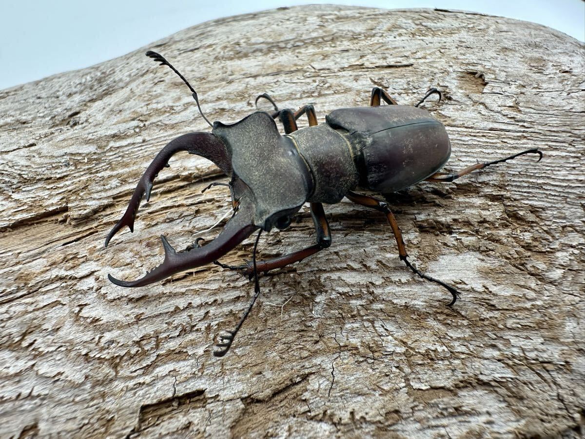 環境調査研究所 ルカヌス ワールド 甲虫と飼育 LUCANUS WORLD No.2