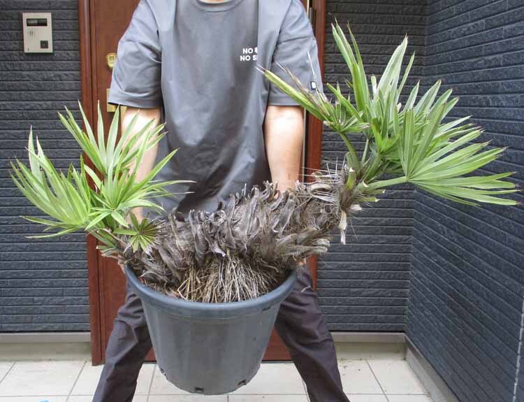 新品】KN トリスリナックス カンペストリス 1.6M以下の落札情報詳細