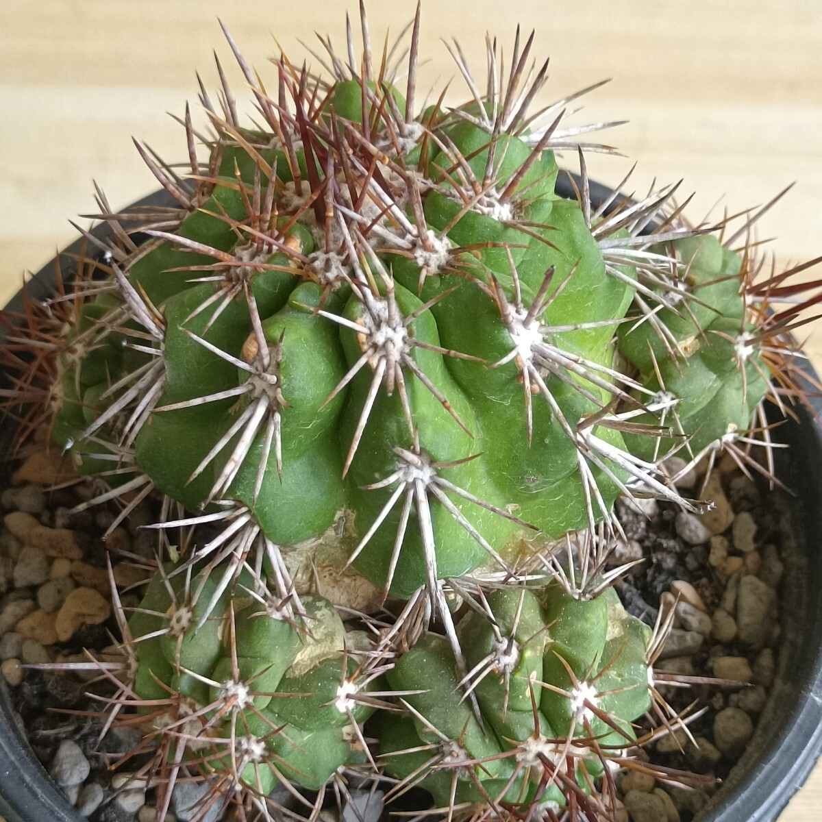 新品】種子 Copiapoa solaris 10粒 サボテン 多肉植物 コピアポア 珍種 