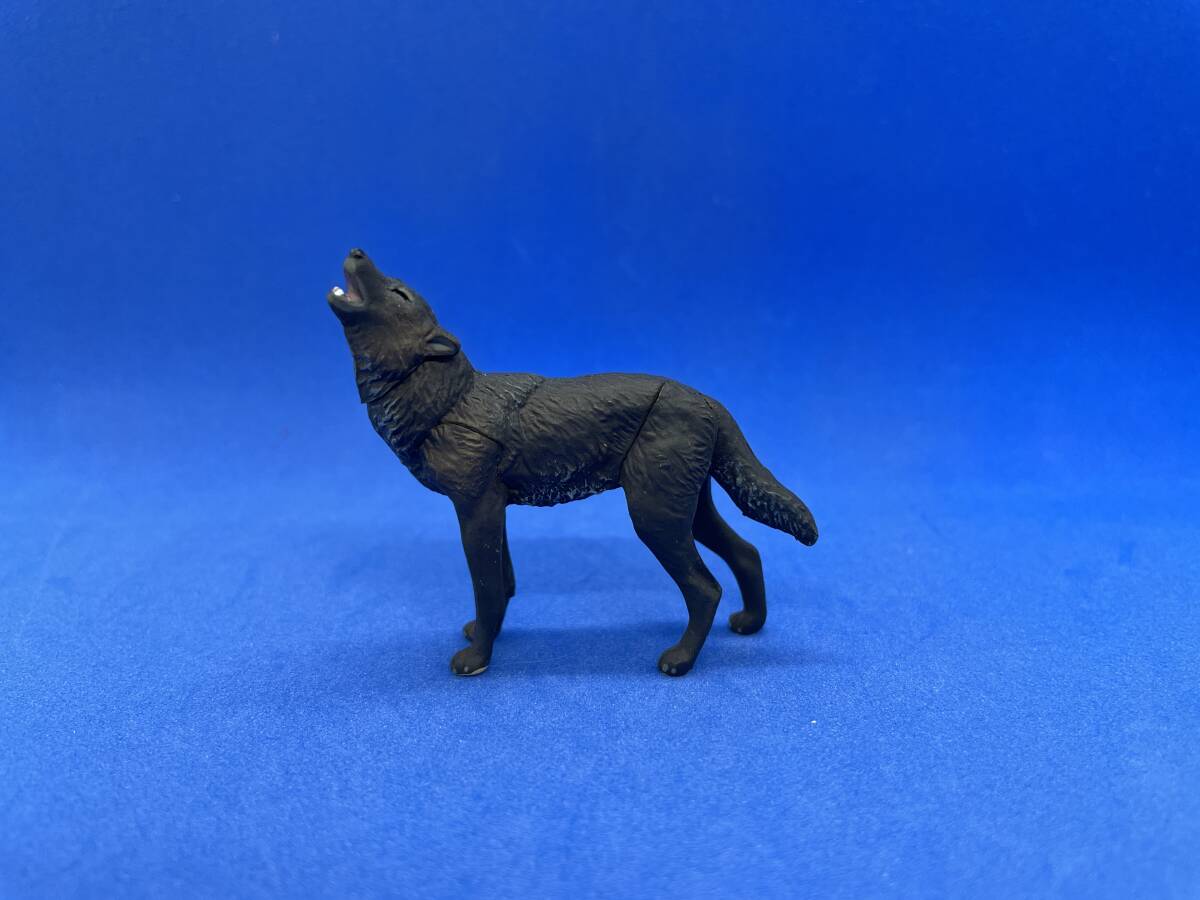 中古】狼 オオカミ 剥製 毛皮 敷物 絨毯 標本 190×130 希少 即決有の 