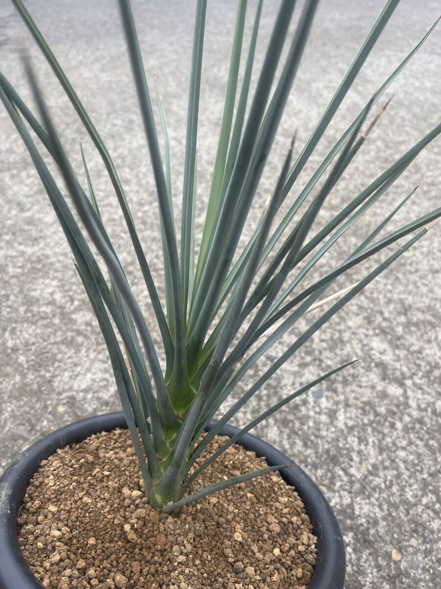 中古】☆ ユッカ・ジョシュアツリー Yucca brevifolia ''現地株