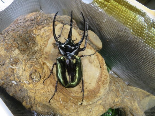 標本】大型・奇形 タイリクコーカサスオオカブト（ベトナム南部DakNong