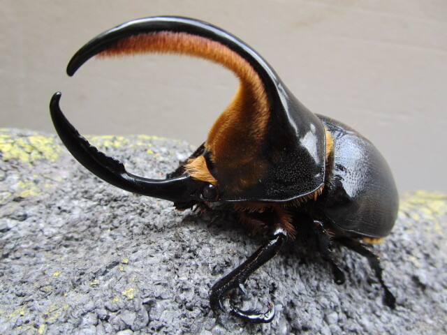 昆虫 標本】超貴重！サタンオオカブト♂ 野外採集品 特大！104mmの