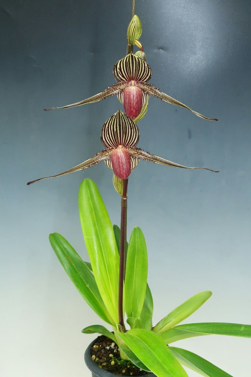 期間限定出品［洋蘭原種］Paph. rothschildianum × sib パフィオ原種】Paph.rothschildianum x sib洋蘭 原種 野生蘭 FCC