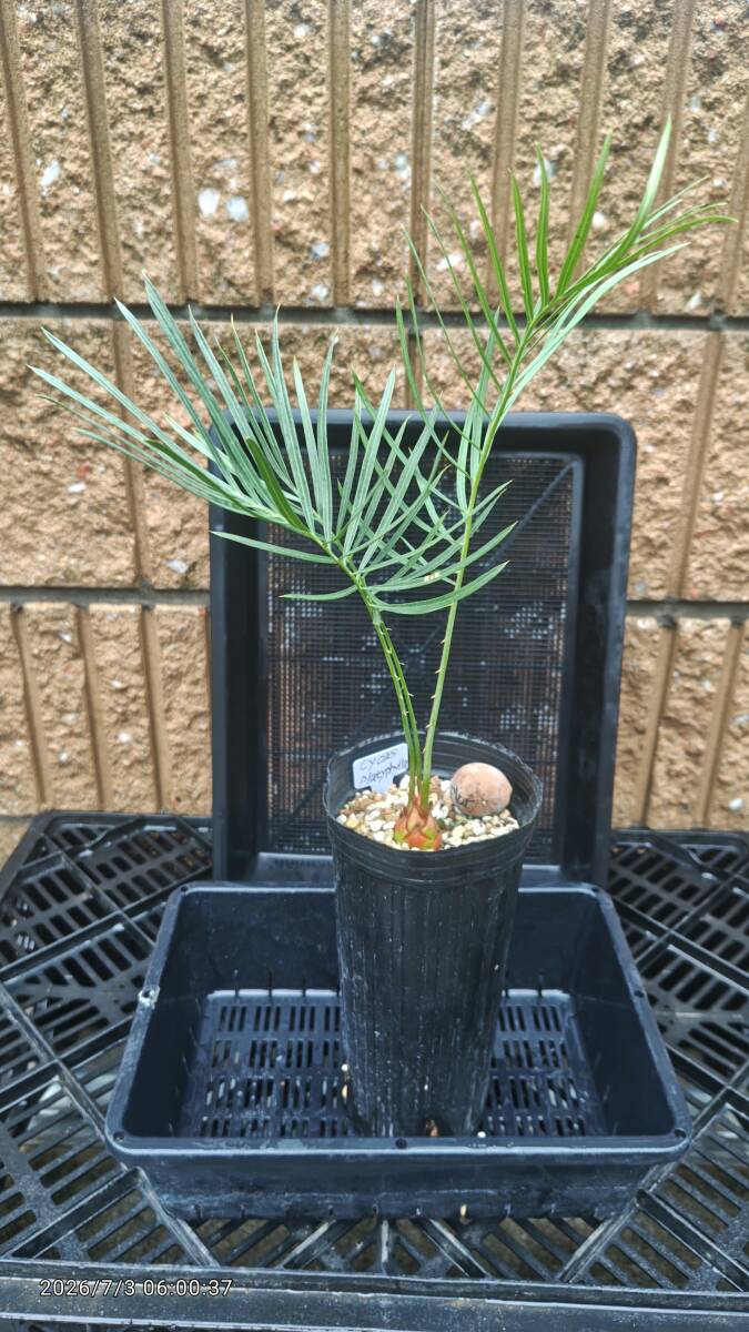 観葉植物】サイカス プラティフィラ 高さ35CM 希少ソテツ Cycas
